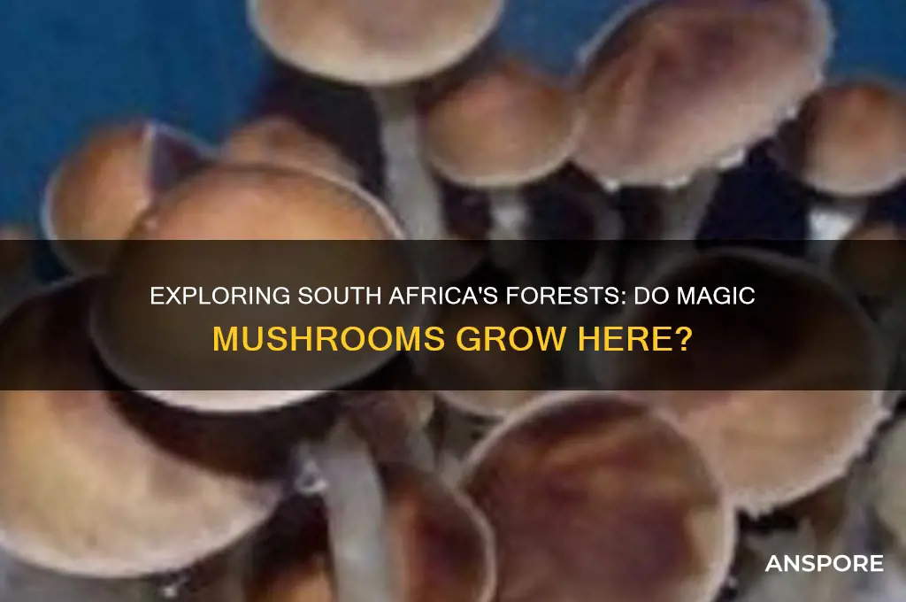 do magic mushrooms grow in south africa