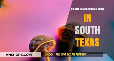 Exploring South Texas: Can Magic Mushrooms Thrive in Its Climate?