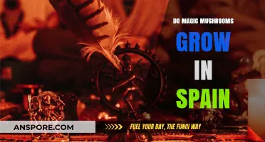 Exploring Spain's Psychedelic Scene: Do Magic Mushrooms Grow There?