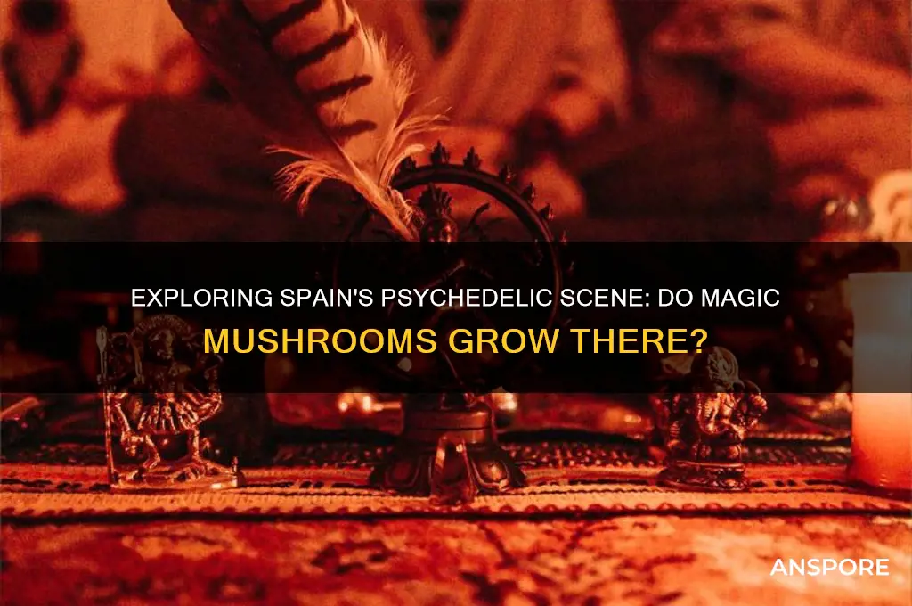 do magic mushrooms grow in spain