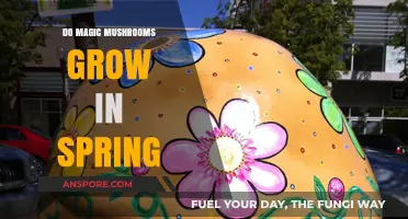 Spring's Psychedelic Harvest: Do Magic Mushrooms Thrive in Warmer Weather?