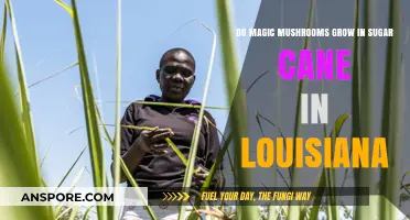 Louisiana's Sugar Cane Fields: Do Magic Mushrooms Thrive There?