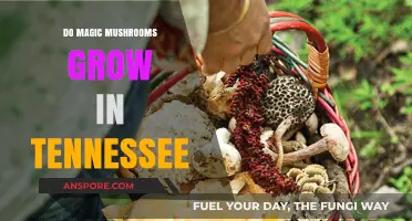 Exploring Tennessee's Forests: Can Magic Mushrooms Grow in the Volunteer State?