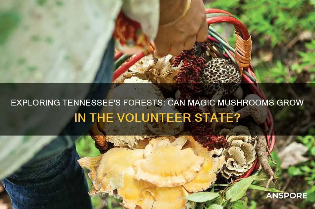 do magic mushrooms grow in tennessee