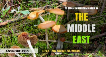 Exploring Magic Mushrooms: Do They Grow in the Middle East?