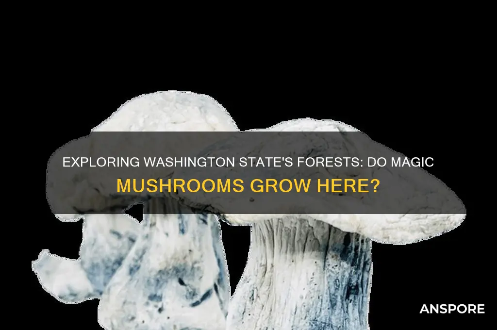 do magic mushrooms grow in the washington state