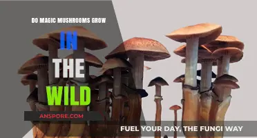 Exploring Nature's Psychedelic Secrets: Do Magic Mushrooms Grow Wild?
