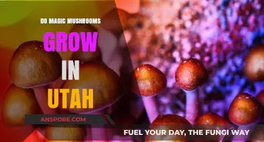 Exploring Utah's Forests: Do Magic Mushrooms Thrive in This State?