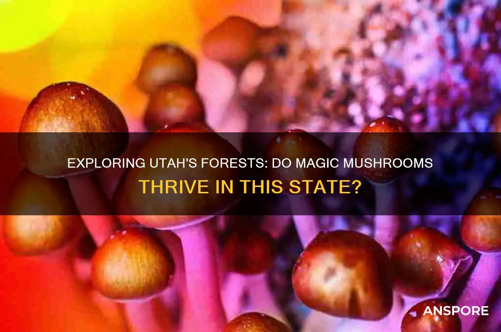 do magic mushrooms grow in utah