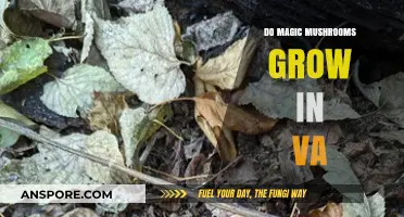 Exploring Virginia's Forests: Do Magic Mushrooms Grow in VA?
