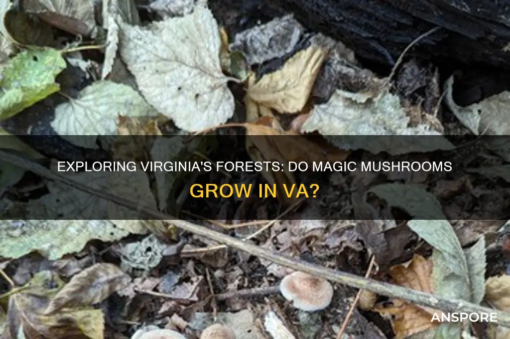 do magic mushrooms grow in va