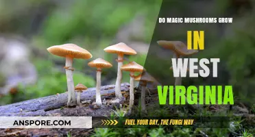 Exploring West Virginia's Forests: Do Magic Mushrooms Grow Here?