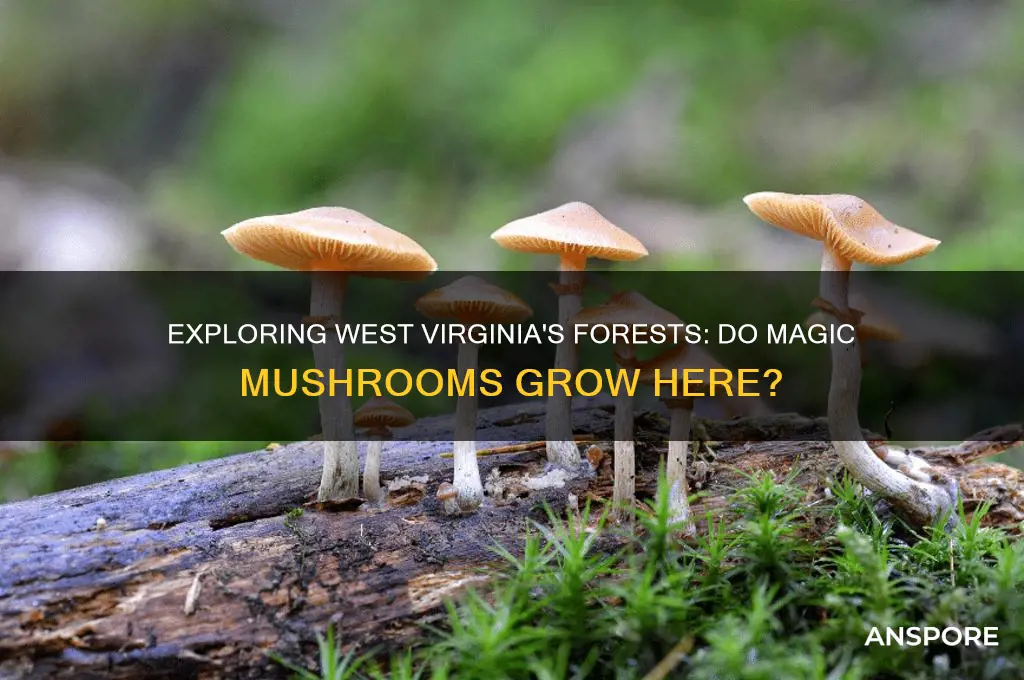 do magic mushrooms grow in west virginia