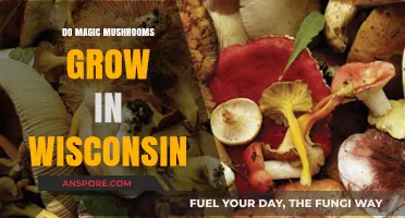 Exploring Wisconsin's Forests: Can Magic Mushrooms Grow Here?