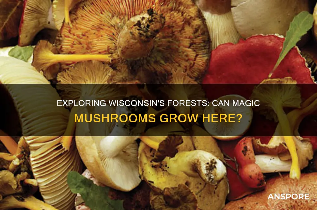 do magic mushrooms grow in wisconsin