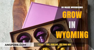 Exploring Wyoming's Forests: Do Magic Mushrooms Thrive in the Cowboy State?