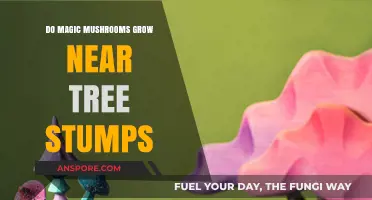 Do Magic Mushrooms Thrive Near Tree Stumps? Exploring the Fungal Connection