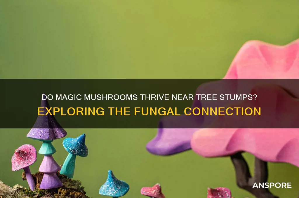 do magic mushrooms grow near tree stumps