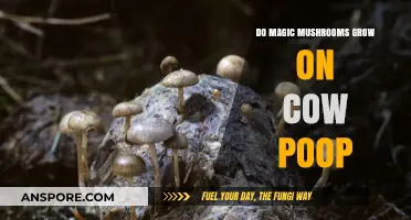 Do Magic Mushrooms Thrive on Cow Manure? Unveiling the Truth