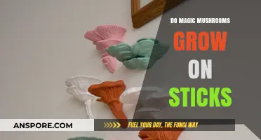 Do Magic Mushrooms Grow on Sticks? Unveiling the Truth