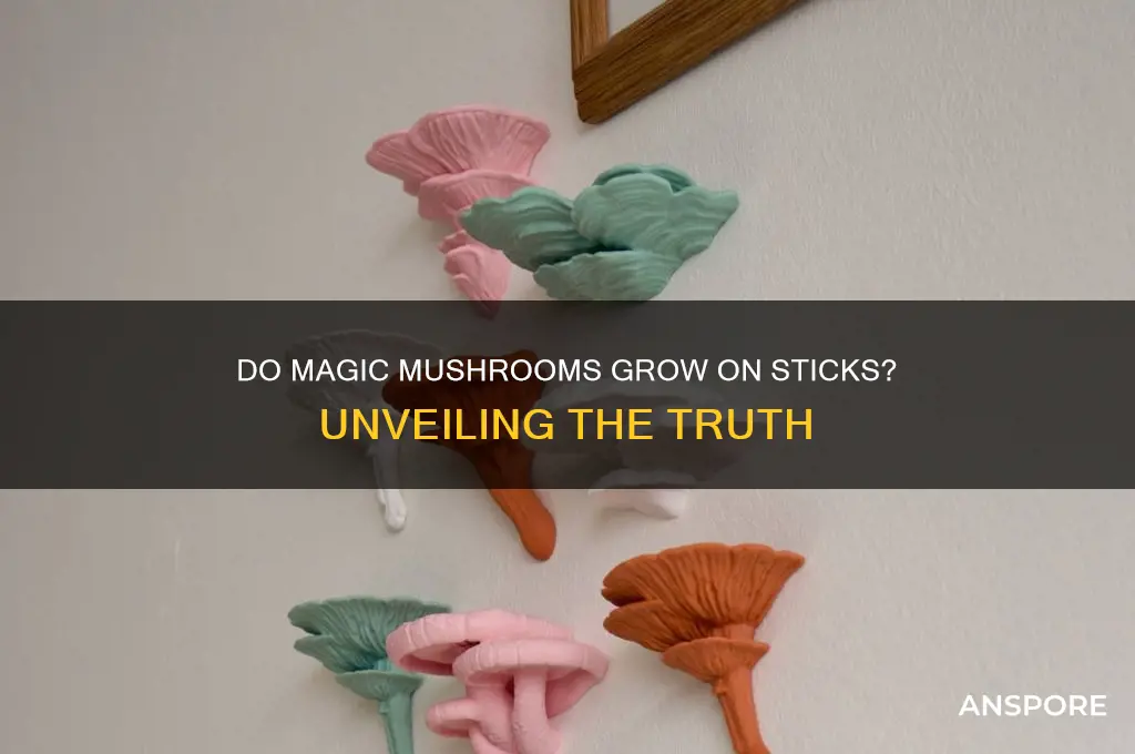 do magic mushrooms grow on sticks