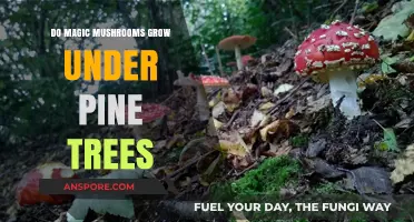 Do Magic Mushrooms Thrive Under Pine Trees? Exploring the Myth