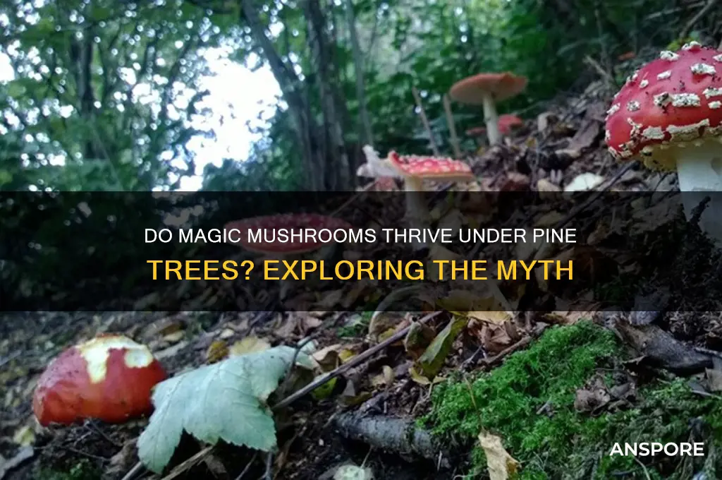 do magic mushrooms grow under pine trees