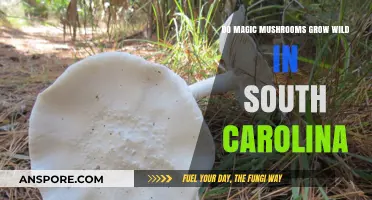 Exploring South Carolina's Forests: Do Magic Mushrooms Grow Wild Here?
