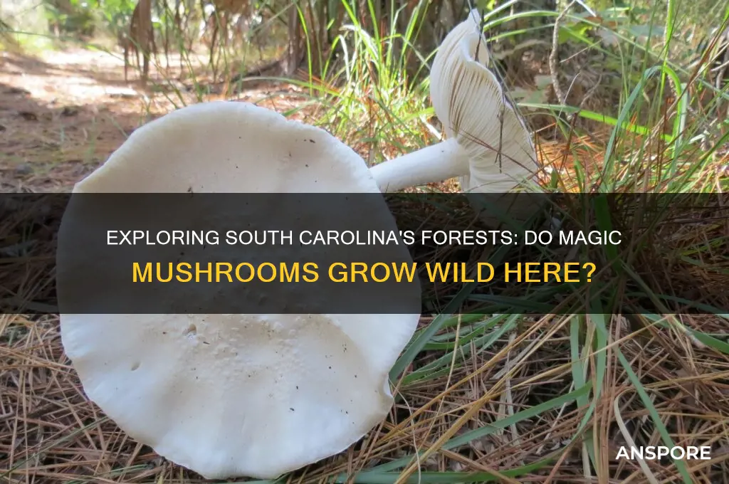 do magic mushrooms grow wild in south carolina
