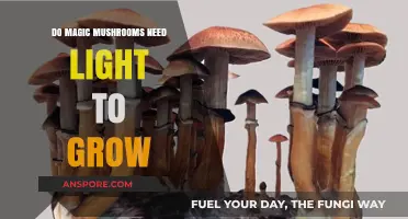Do Magic Mushrooms Need Light to Grow? Essential Cultivation Insights
