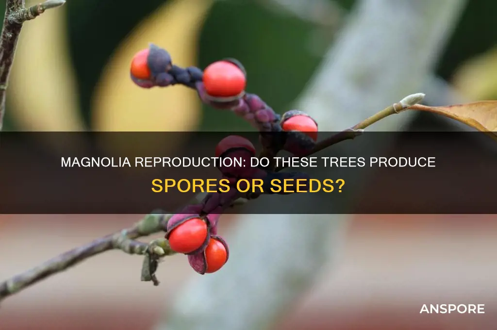 do magnolia have spores