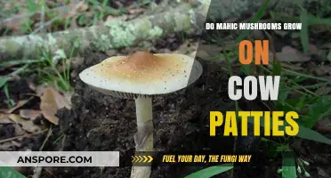 Do Magic Mushrooms Thrive on Cow Patties? Unveiling the Truth