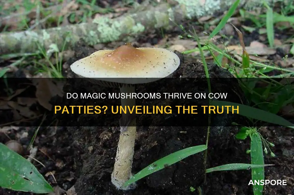 do mahic mushrooms grow on cow patties