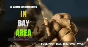 Can Maitake Mushrooms Thrive in the Bay Area's Climate?