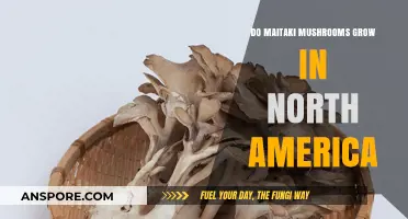 Do Maitake Mushrooms Thrive in North America? A Forager's Guide