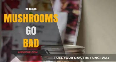 Do Magic Mushrooms Expire? Shelf Life and Storage Tips Revealed