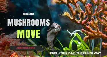 How Mobile Are Marine Mushrooms?