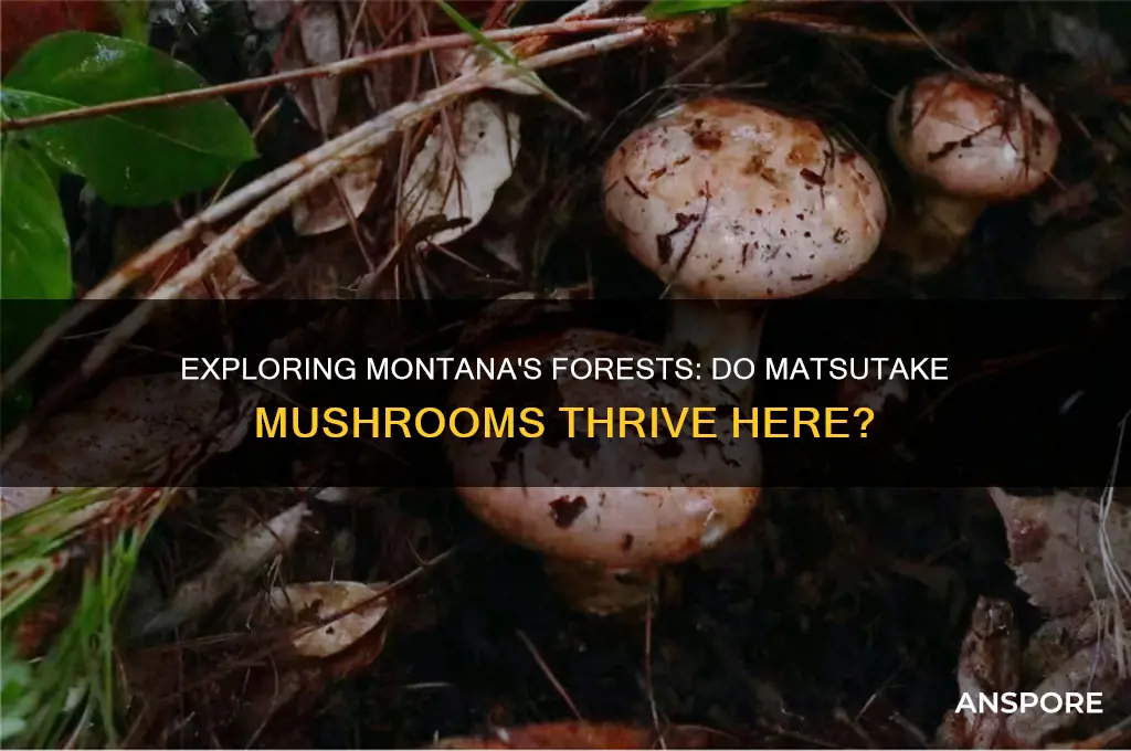do matsutake mushrooms grow in montana