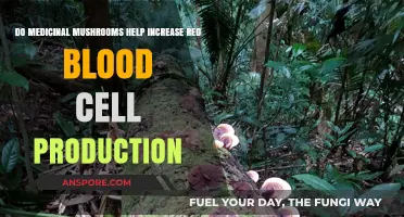 Medicinal Mushrooms and Red Blood Cell Production: Unlocking Potential Benefits