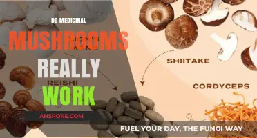 Medicinal Mushrooms: Ancient Remedy, Modern Science