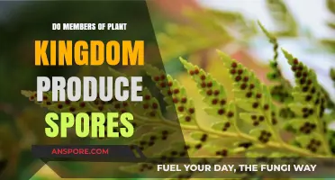Do Plants Produce Spores? Exploring the Plant Kingdom's Reproductive Methods