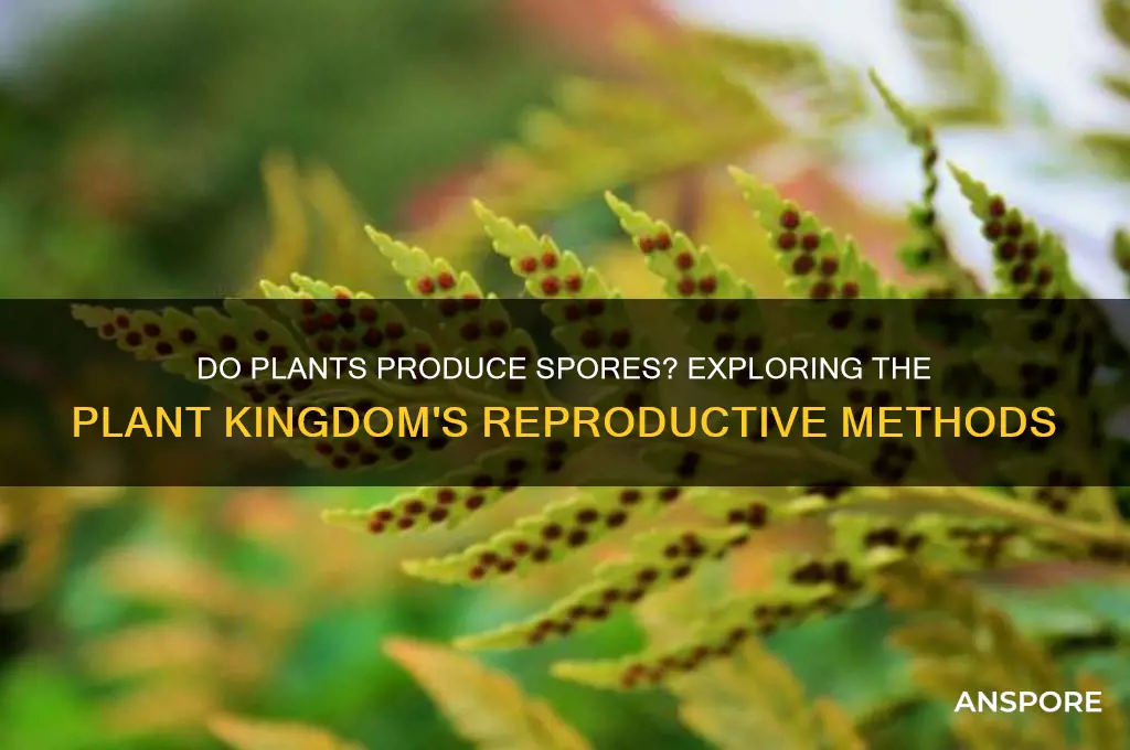 do members of plant kingdom produce spores