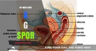 Exploring the Truth: Do Men Have a G-Spot?