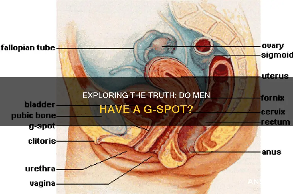 do men have a g spor