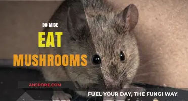 Do Mice Eat Mushrooms? Exploring Rodent Diets and Fungal Consumption