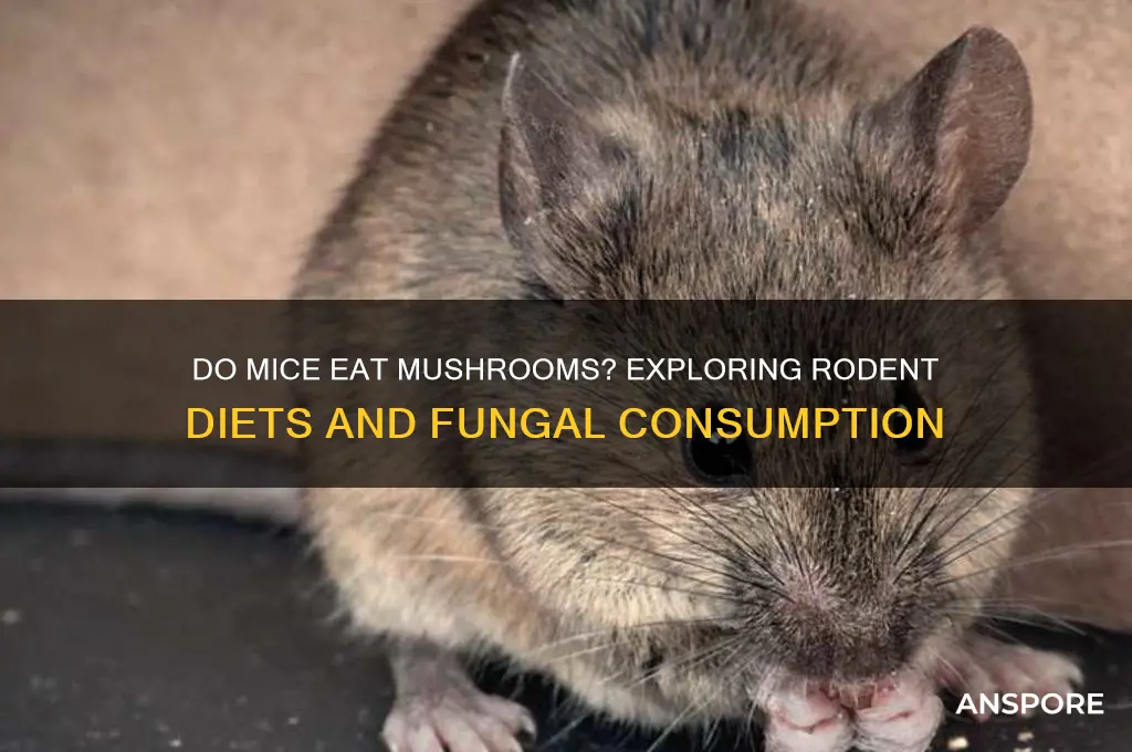 do mice eat mushrooms