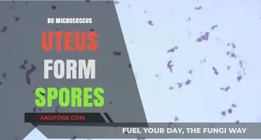 Micrococcus luteus: Understanding Its Spore Formation Capabilities Explained