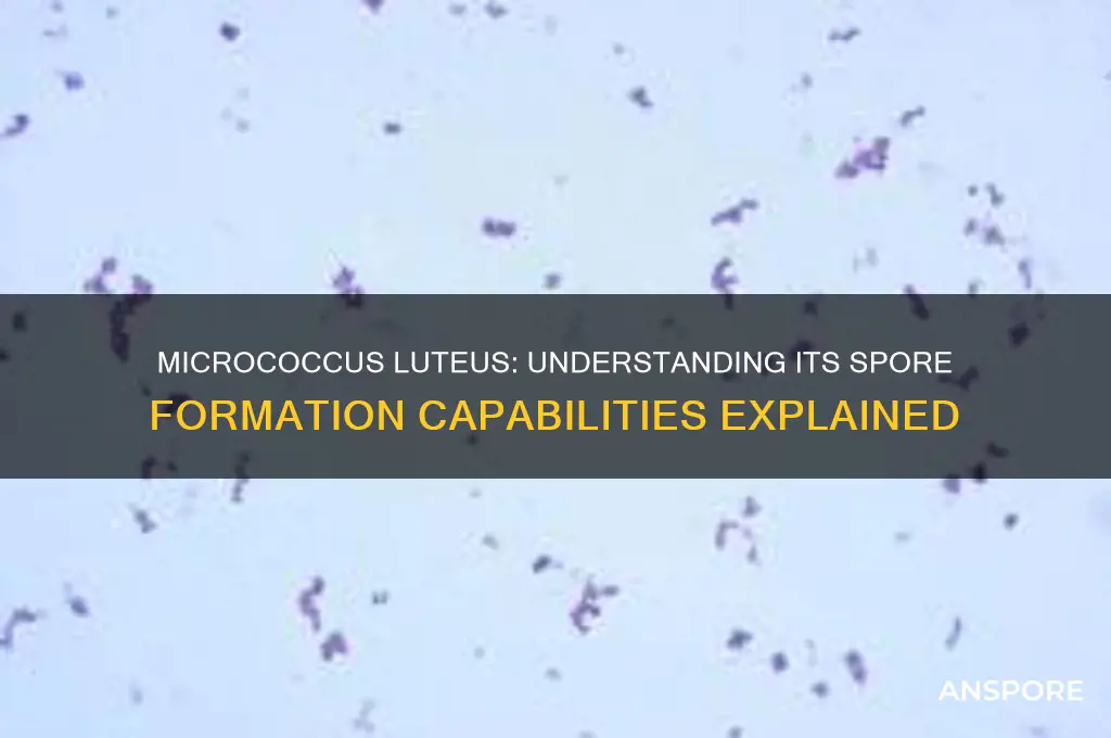 do micrococcus uteus form spores