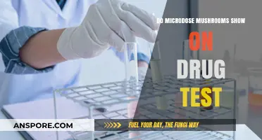 Microdosing Mushrooms: Will It Trigger a Positive Drug Test?