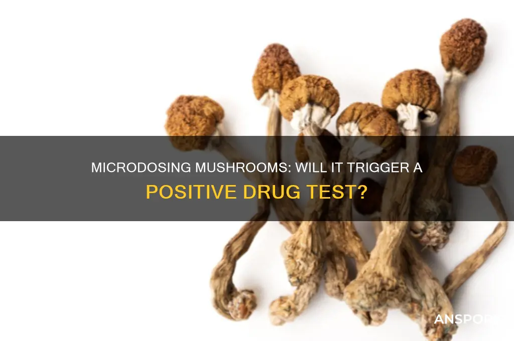 do microdose mushrooms show on drug test